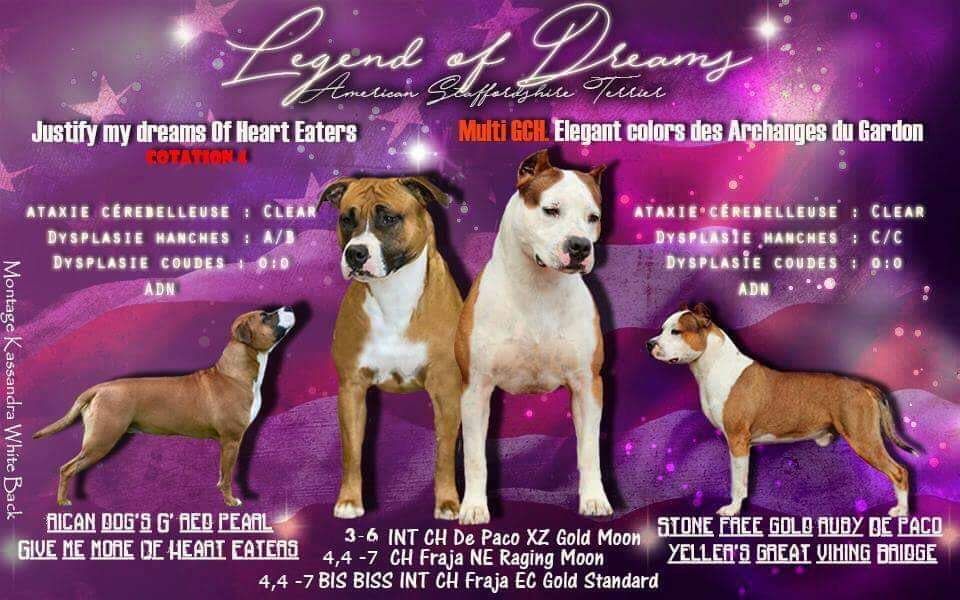 Legend Of Dreams - American Staffordshire Terrier - Portée née le 07/12/2016