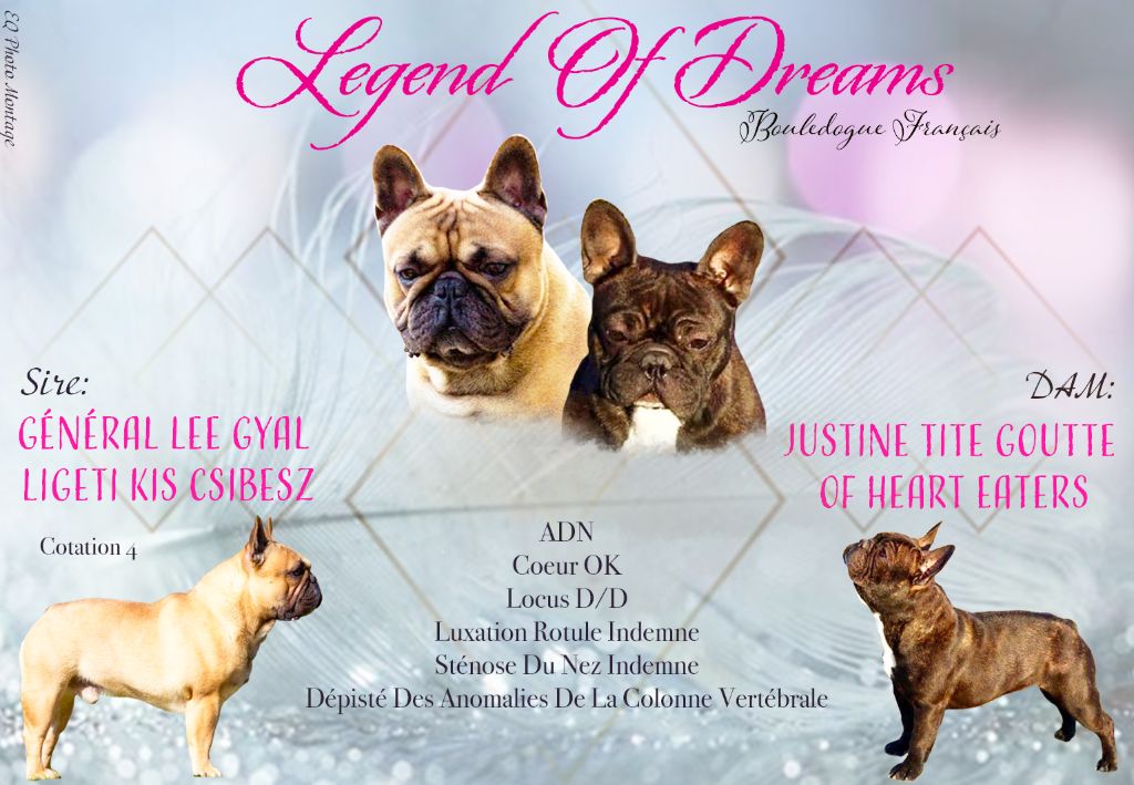 Legend Of Dreams - Bouledogue français - Portée née le 10/08/2019