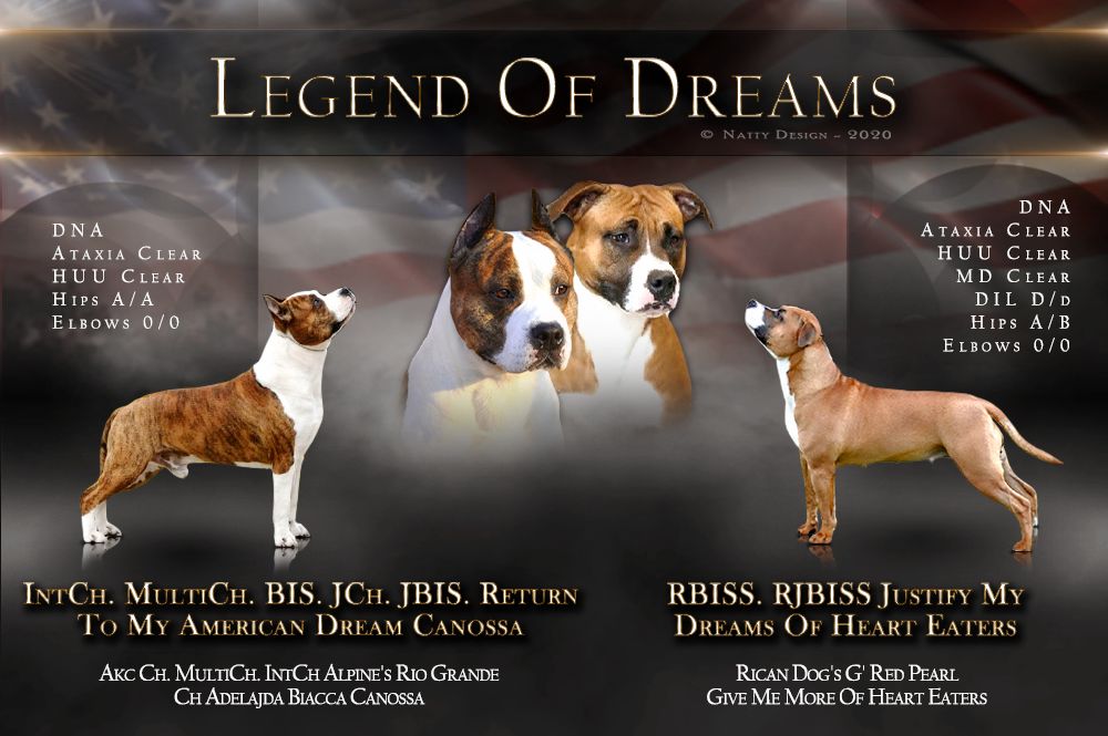 Chiot American Staffordshire Terrier Legend Of Dreams