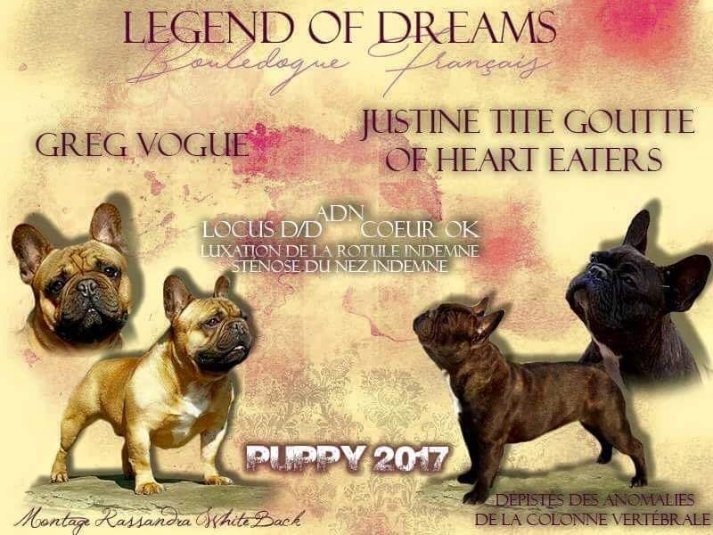 Legend Of Dreams - Bouledogue français - Portée née le 25/01/2017