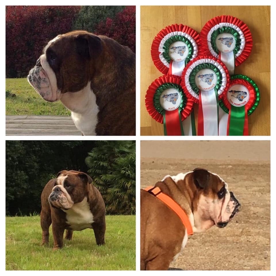 Ad Victoriam - OCTOBER 2019 HASPARREN DOG SHOW 