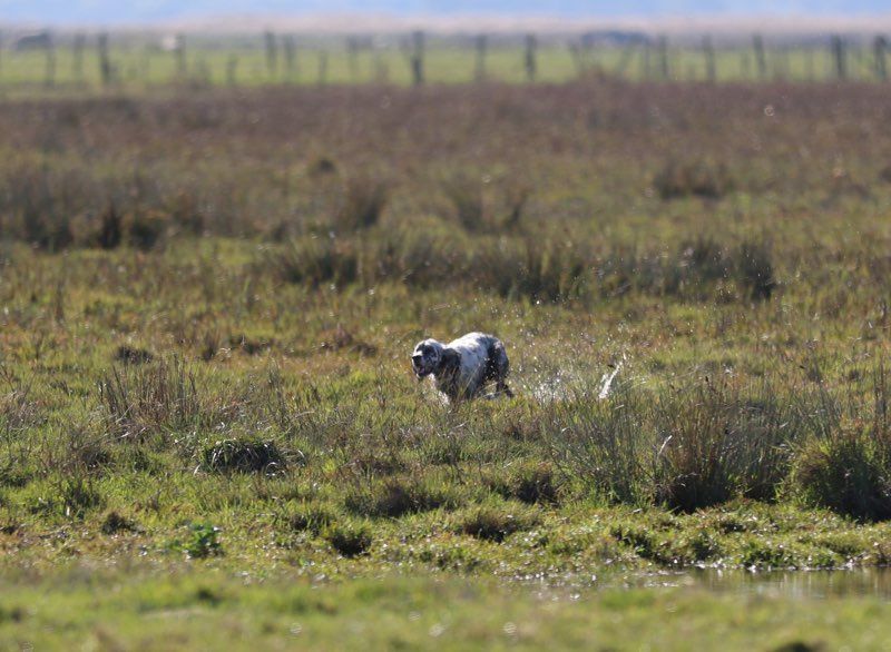 FIELD BECASSINES A COUERON