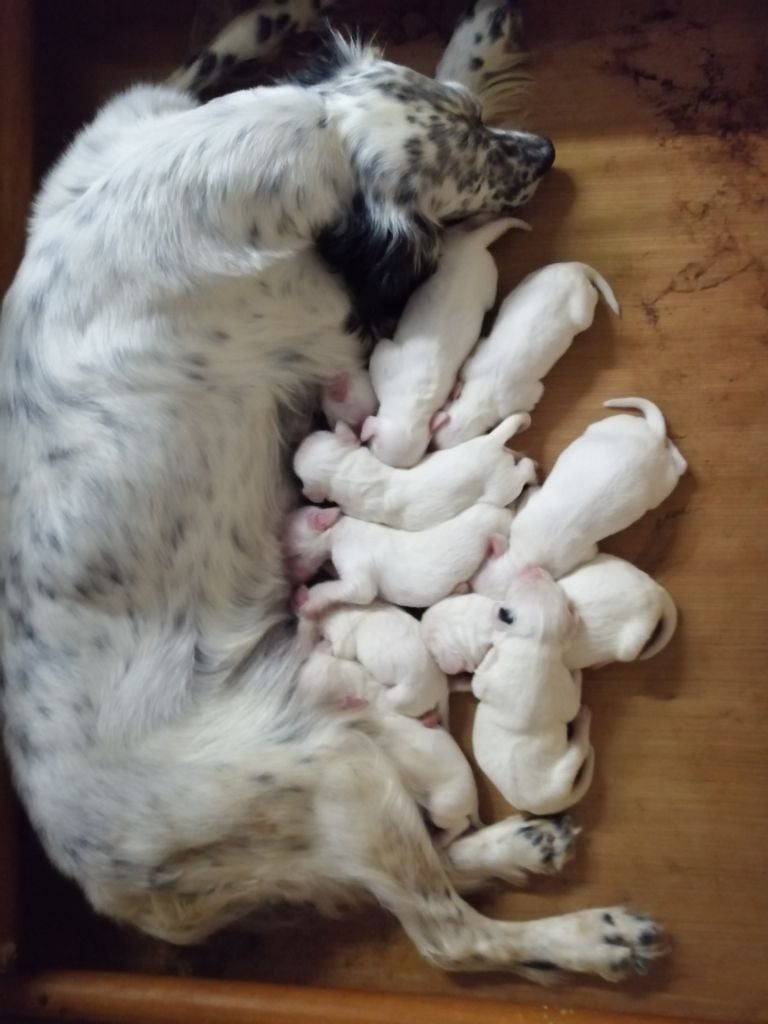 naissance chiots de NEPTUNE