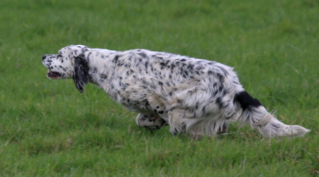 Du Montmarra - chiots HAMIA