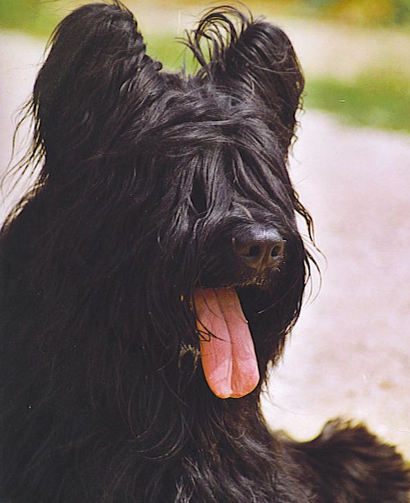 Des Briards De L'Orris - Chiots à réserver