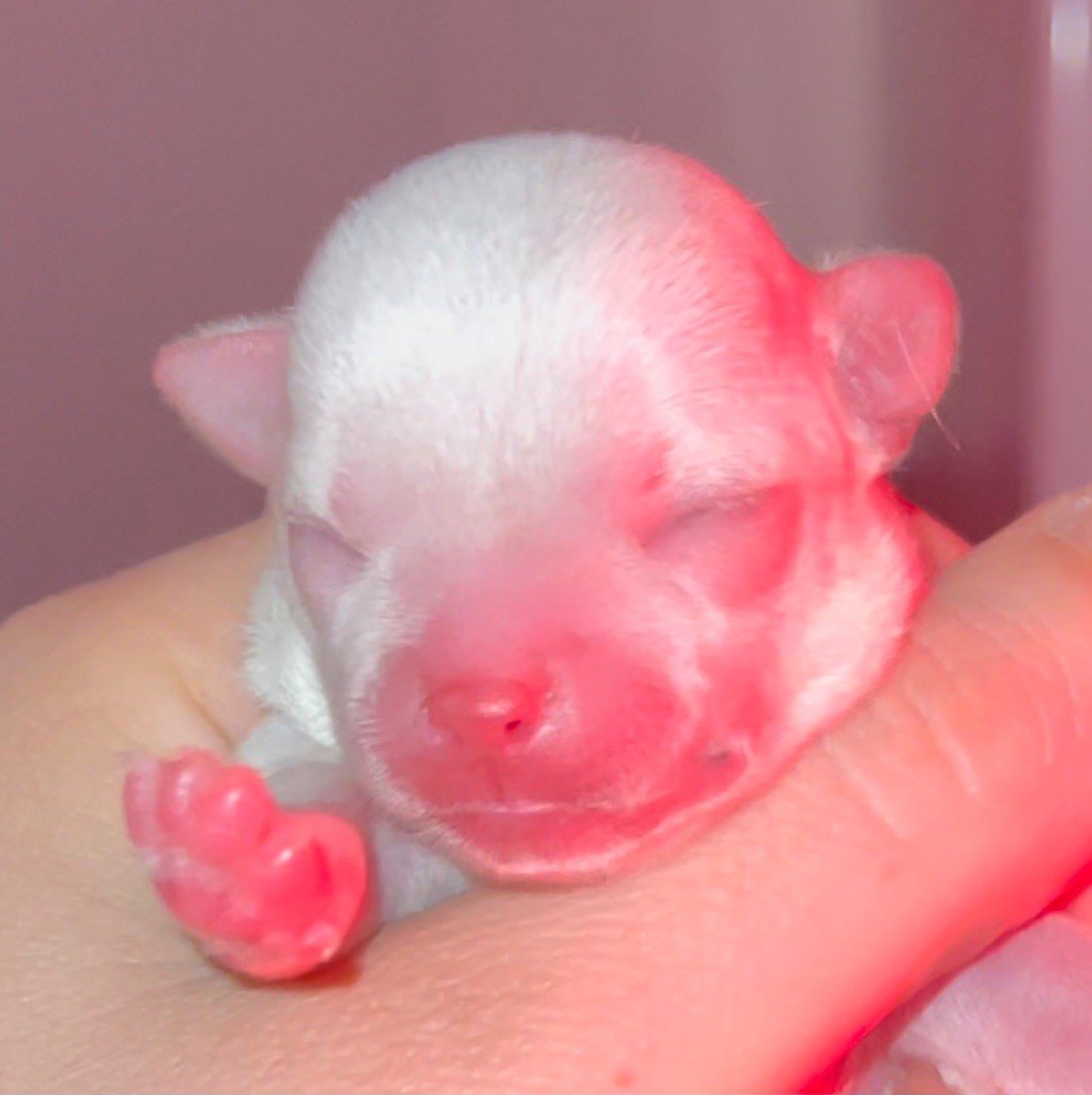 Des Minis Crottes - Chiots disponibles - Chihuahua