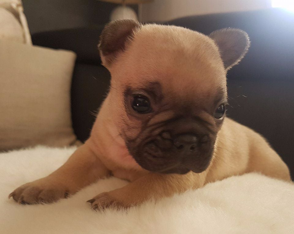 Du Clos D'Hendy Paradys - Chiots disponibles - Bouledogue français