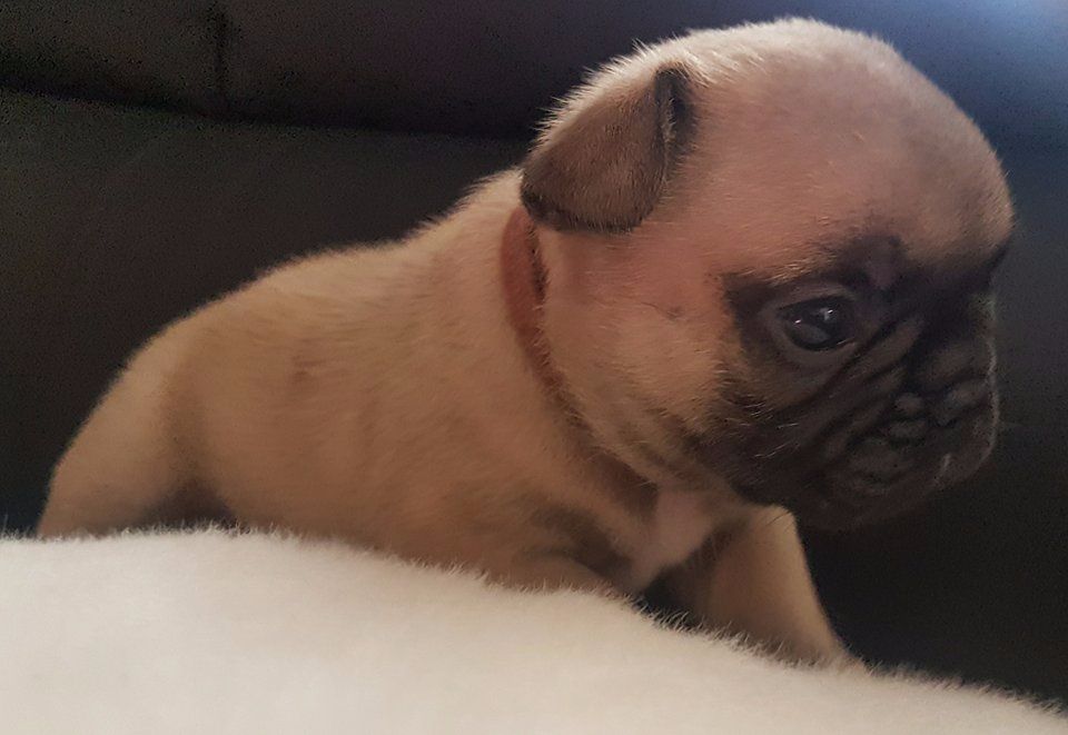 Du Clos D'Hendy Paradys - Chiots disponibles - Bouledogue français