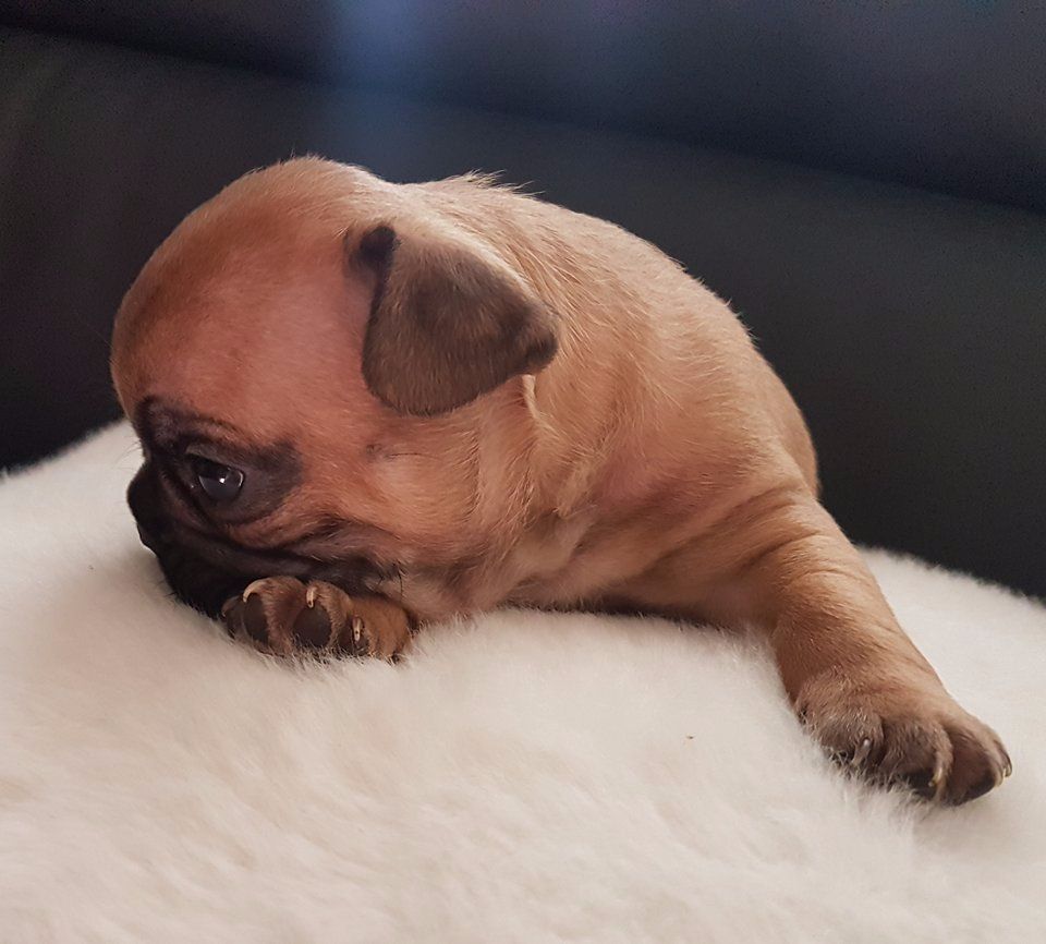 Du Clos D'Hendy Paradys - Chiots disponibles - Bouledogue français