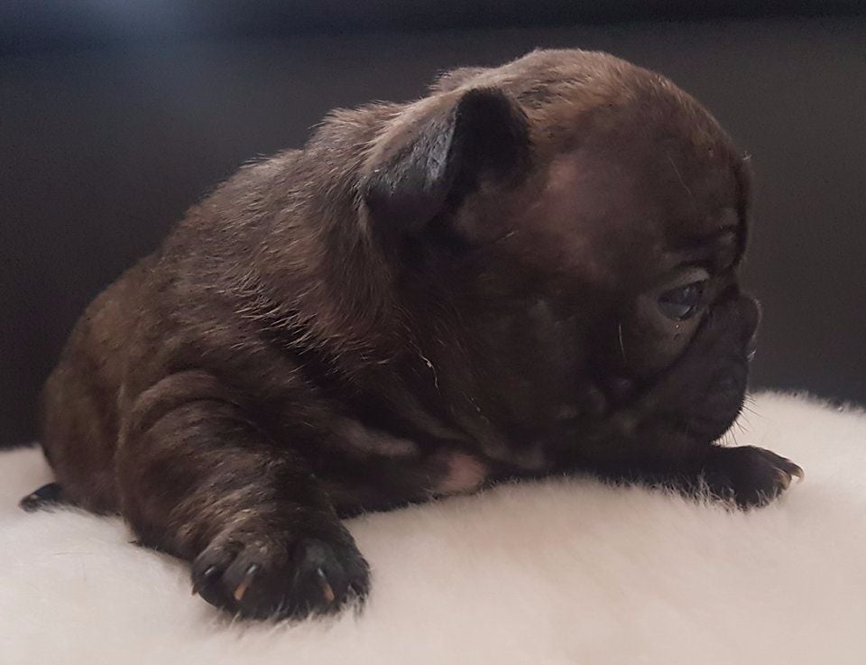 Du Clos D'Hendy Paradys - Chiots disponibles - Bouledogue français