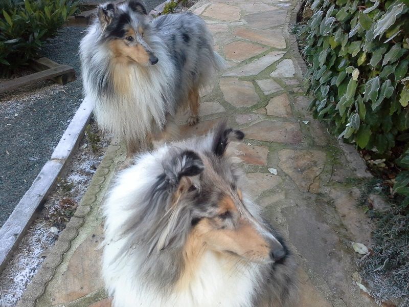 Du Chateau De Chatillon - Expositions canines d'Amiens, de Madine