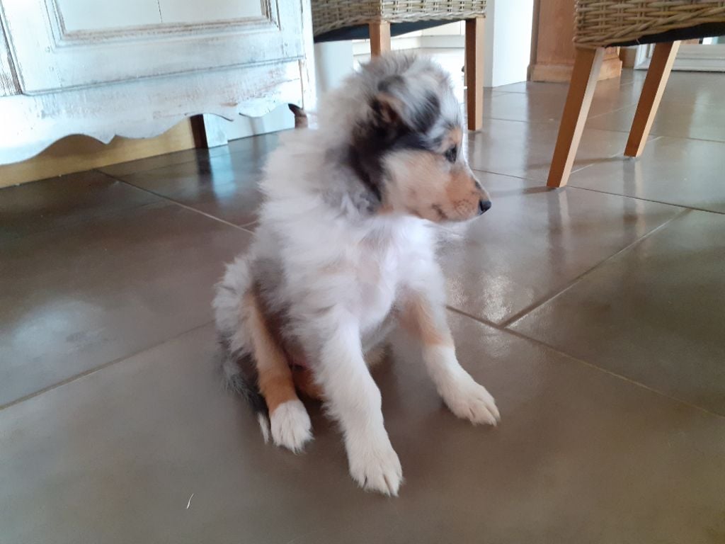 Chiot Colley à poil long Du Chateau De Chatillon