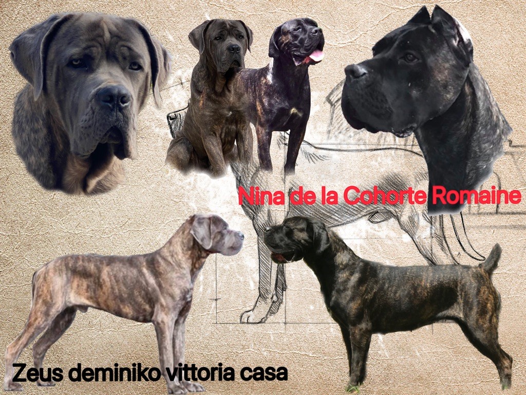 De La Cohorte Romaine - Cane Corso - Portée née le 14/09/2022