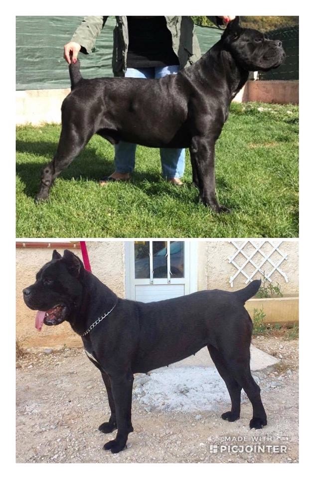 De La Cohorte Romaine - Cane Corso - Portée née le 07/05/2018