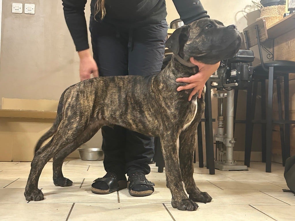 De La Cohorte Romaine - Chiots disponibles - Cane Corso