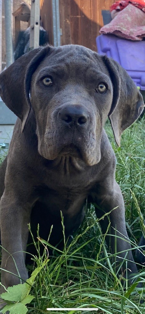 De La Cohorte Romaine - Cane Corso - Portée née le 16/02/2022