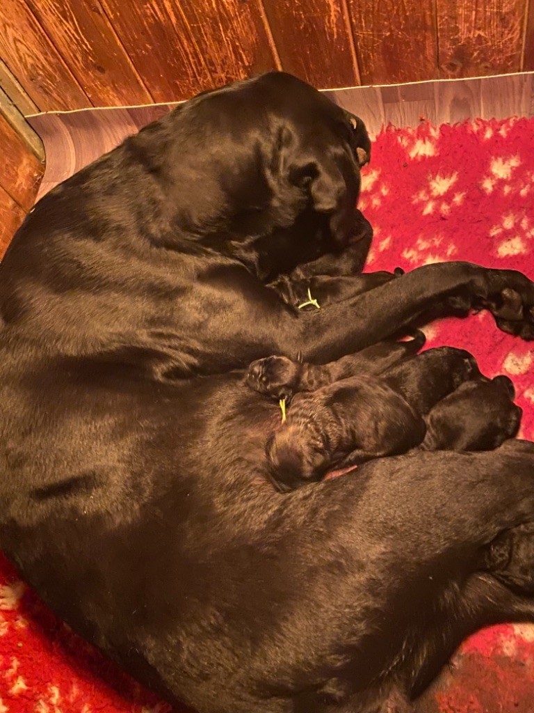 Chiot Cane Corso De La Cohorte Romaine