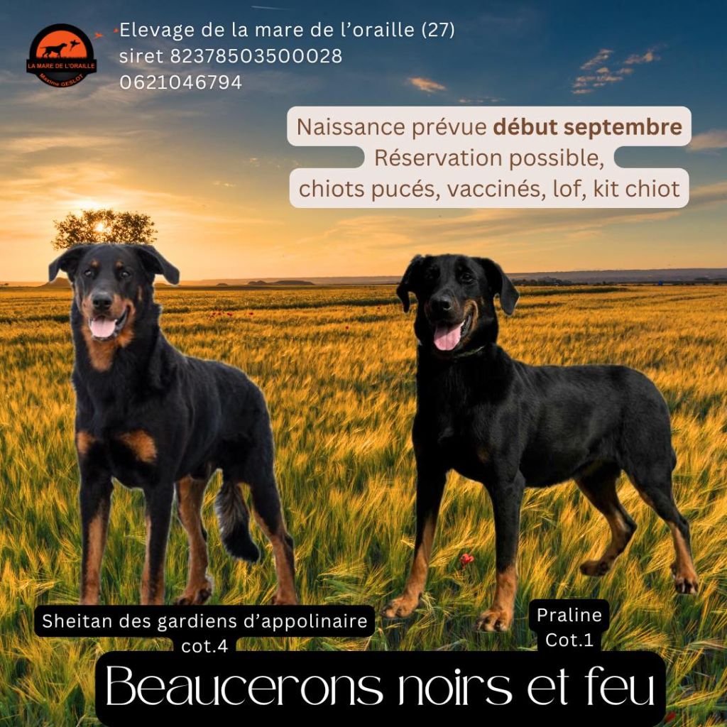 Bientôt les chiots !