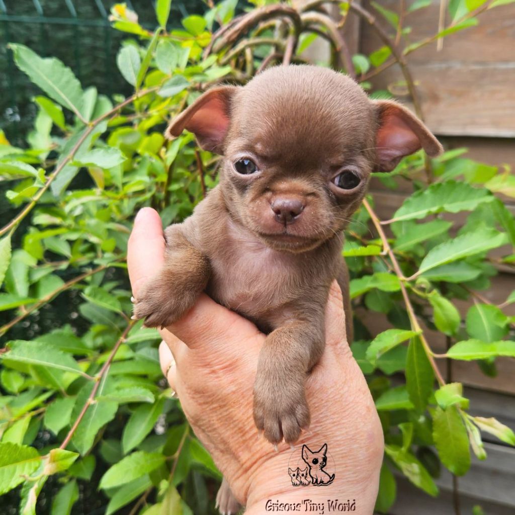 du Grisous'tiny World - Chiots disponibles - Chihuahua