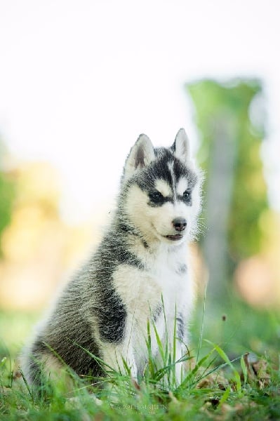 Dream Of Ice - Siberian Husky - Portée née le 23/08/2016