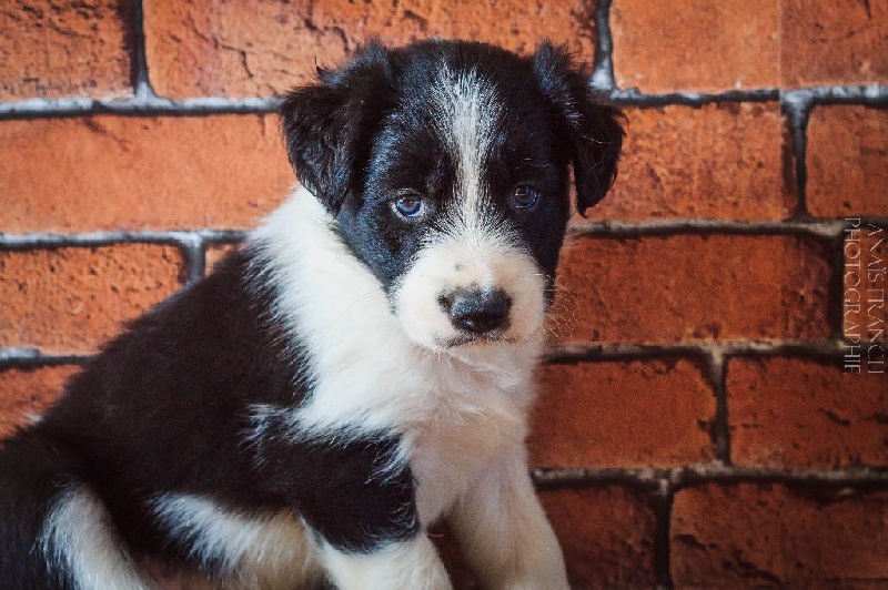 Du Songe Pastoral De Kako - Chiots disponibles - Border Collie