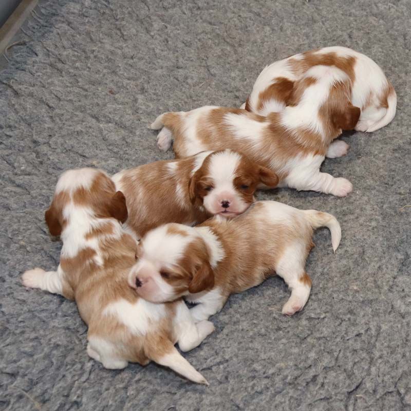 Des Bergers De La Tribu De Dana - Cavalier King Charles Spaniel - Portée née le 07/04/2022