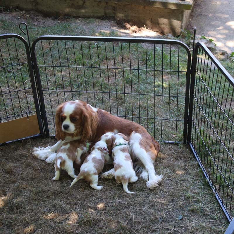 Des Bergers De La Tribu De Dana - Cavalier King Charles Spaniel - Portée née le 02/07/2024