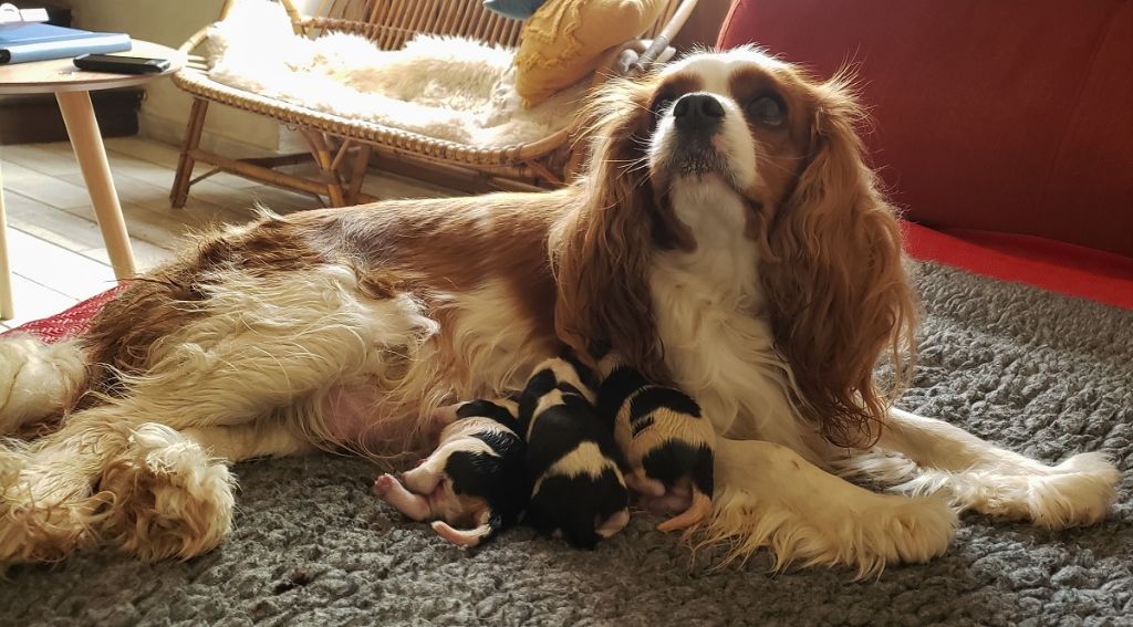 Des Bergers De La Tribu De Dana - Cavalier King Charles Spaniel - Portée née le 20/05/2023