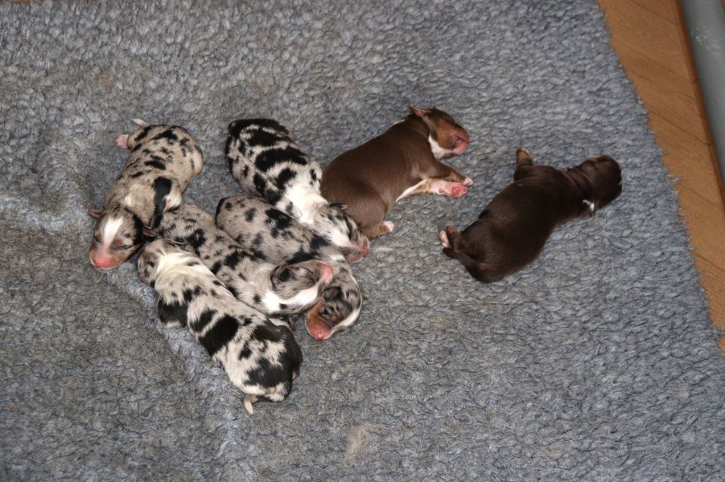 Chiot Berger Australien Des Bergers De La Tribu De Dana