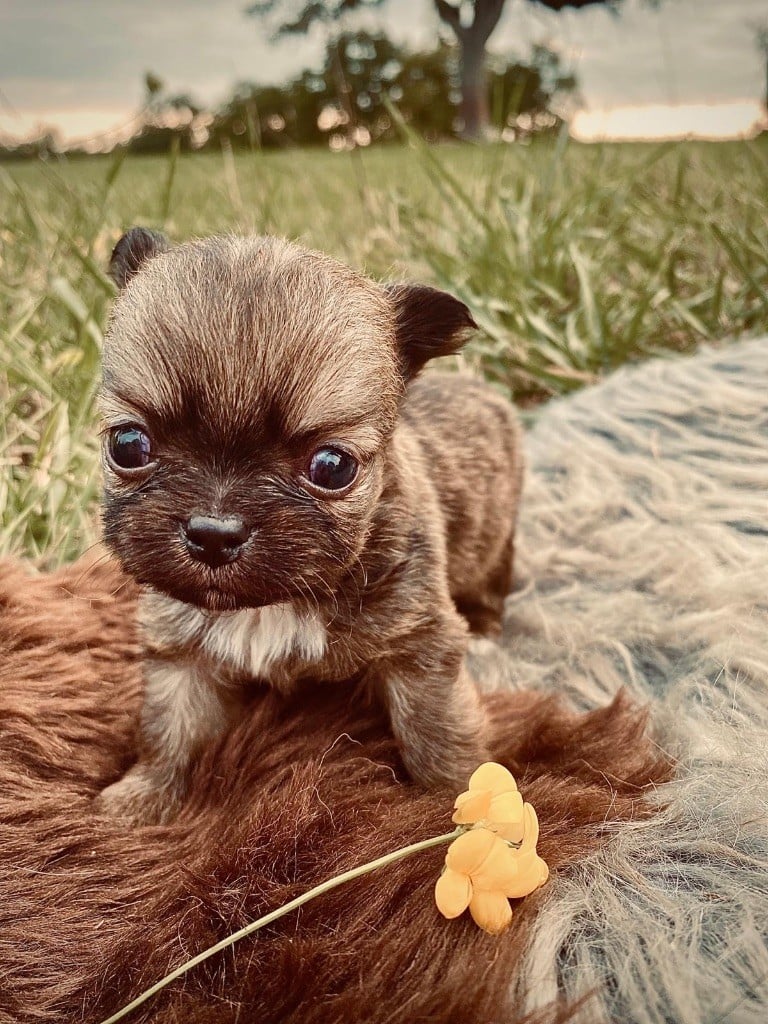 de la Tribu des Yoruba - Chiots disponibles - Chihuahua