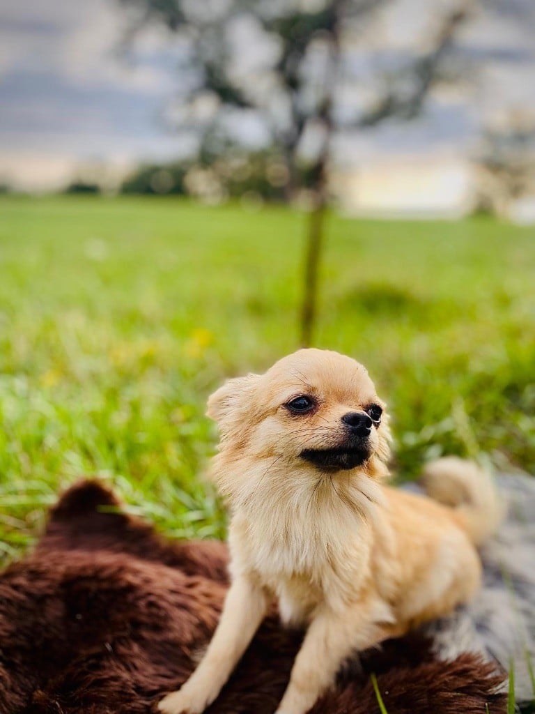 de la Tribu des Yoruba - Chiots disponibles - Chihuahua