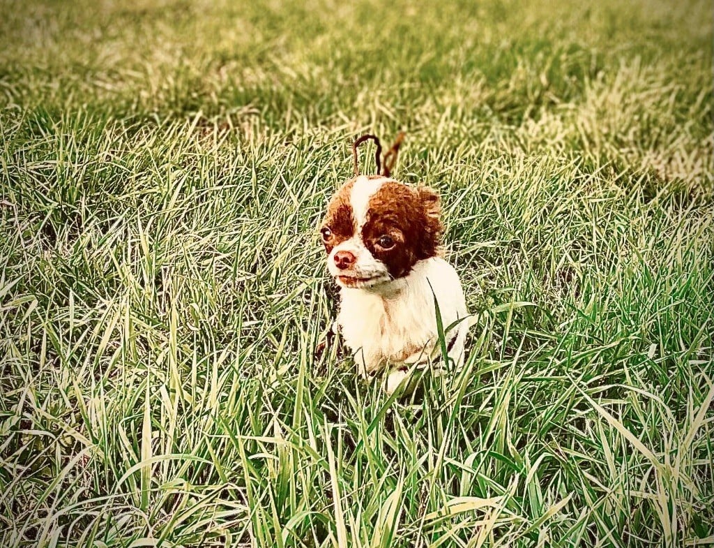 de la Tribu des Yoruba - Chiots disponibles - Chihuahua