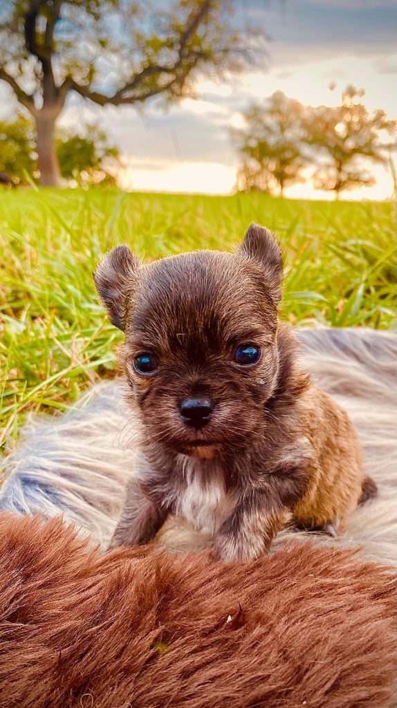 de la Tribu des Yoruba - Chiots disponibles - Chihuahua