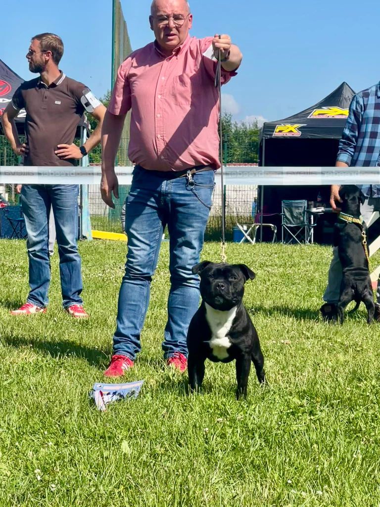 du Domaine de Poudlard - Jack  champion de france comme son père ! 