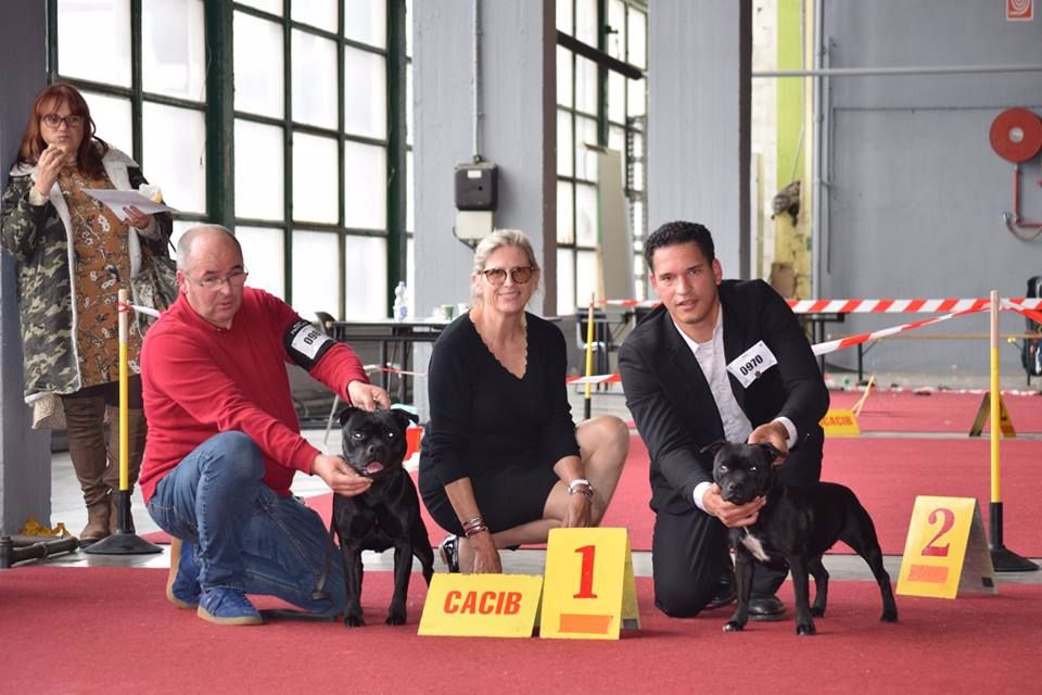 du Domaine de Poudlard - International dog show charleroi