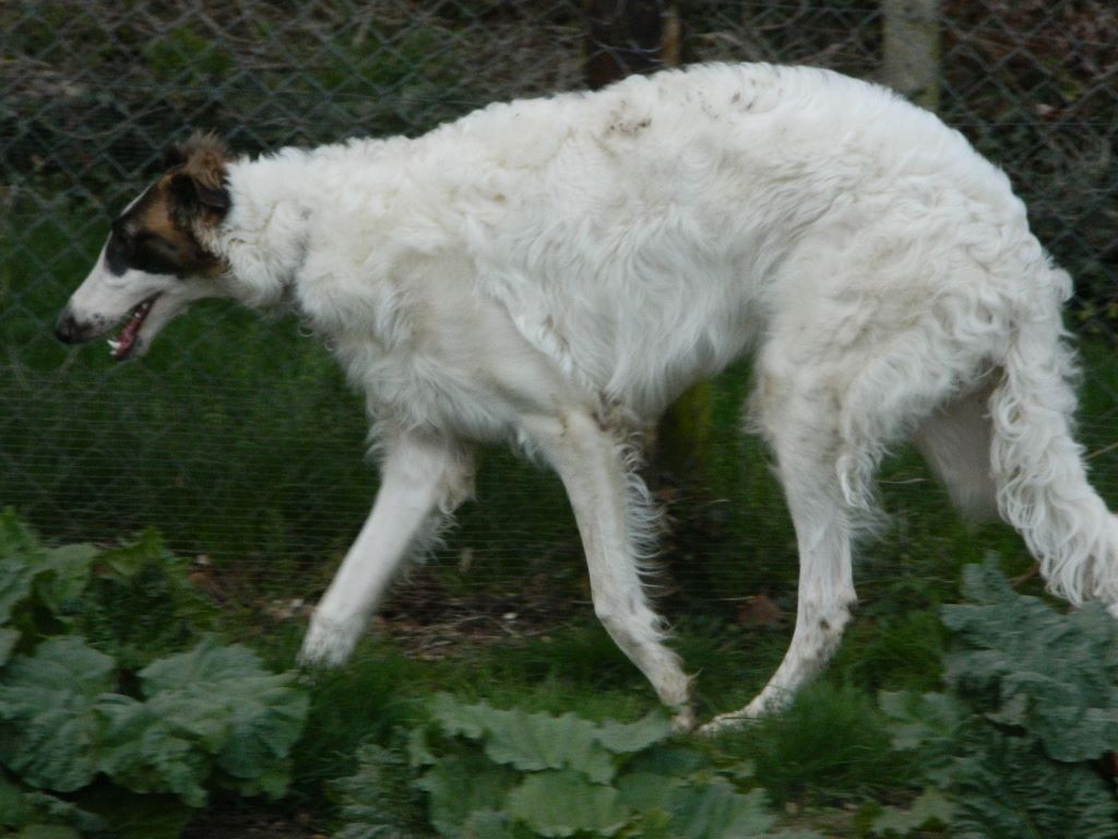 Borzoya  L'Kysil De Volinsky - Voici MOZART AMADEUS BORZOYAL.KYSIL DE VOLINSKY  