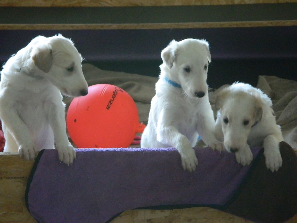 Borzoya  L'Kysil De Volinsky - LES BEBES ONT EU 1 MOIS AUJOURD'HUI