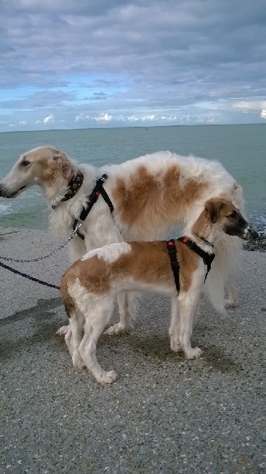 Borzoya  L'Kysil De Volinsky - promenade à la mer pour MAASAÏ