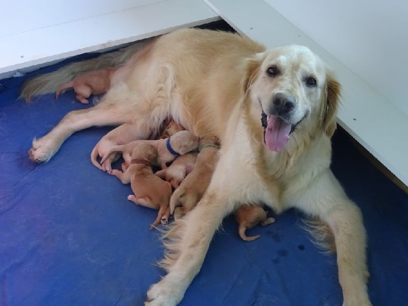 Chiot Golden Retriever Des Gold And Red Rivers