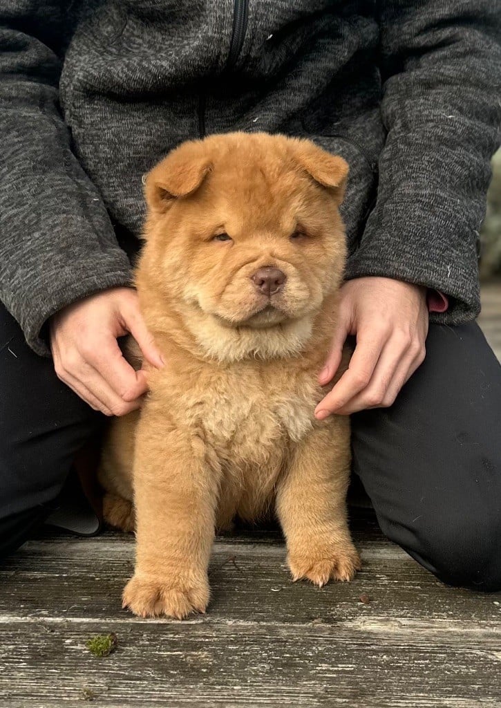 Famous Dream - Chiots disponibles - Chow Chow