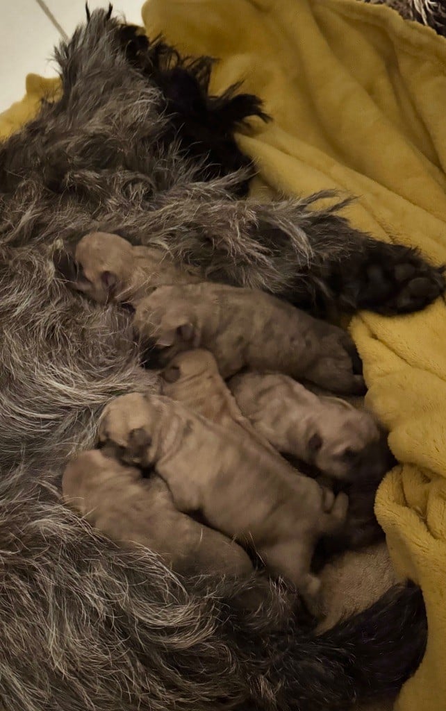 Chiot Cairn Terrier Des Terres De Cérès