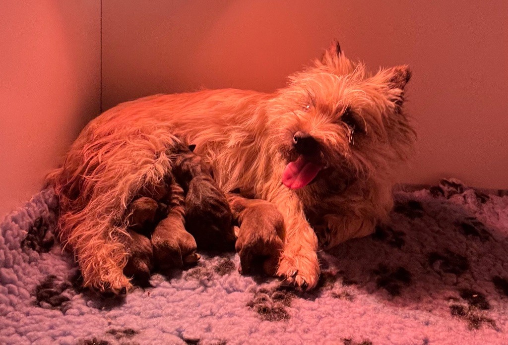 Chiot Cairn Terrier Des Terres De Cérès