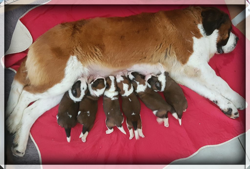 Chiot Chien du Saint-Bernard Du Jolyreve d'Amandine