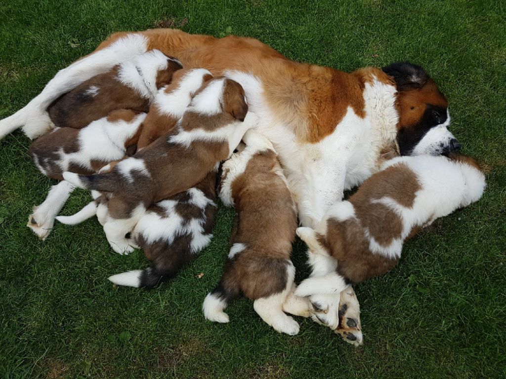 Du Jolyreve d'Amandine - Chien du Saint-Bernard - Portée née le 01/05/2017