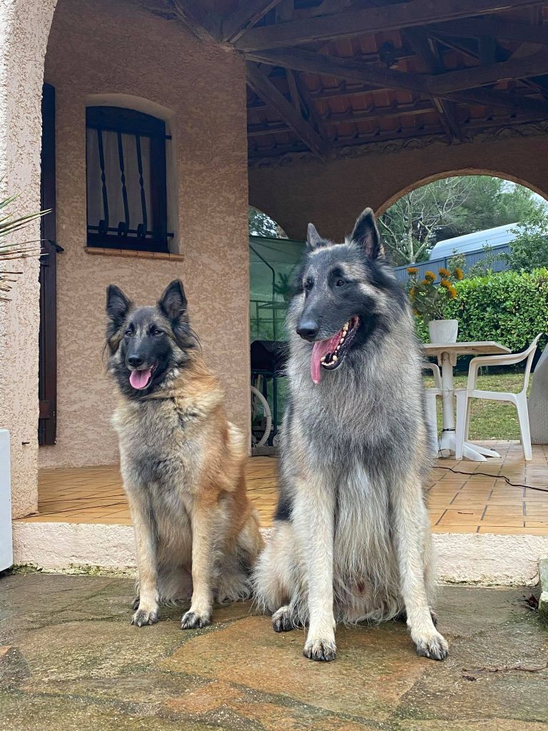 Chiot Berger Belge Des Gardiens De La Baronnie