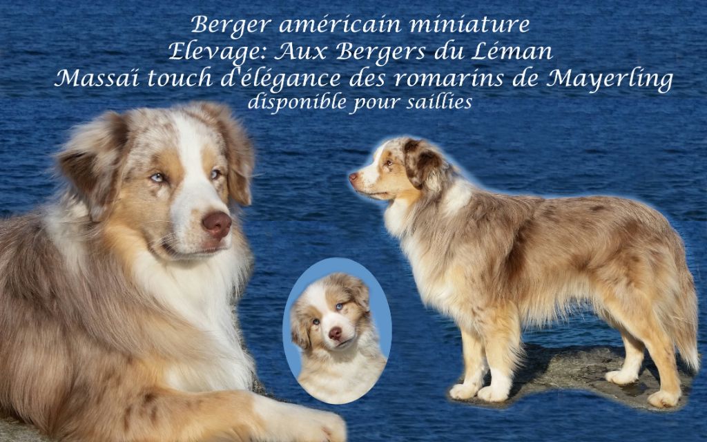 Aux bergers du Léman - Résultat Dysplasie Massaï 