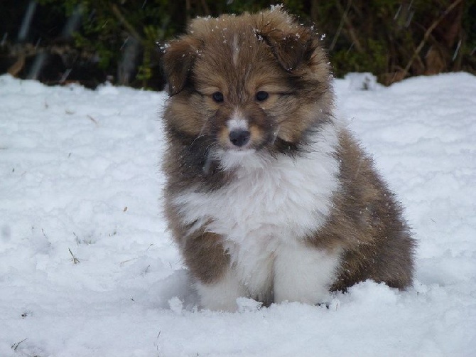 Aux bergers du Léman - LES CHIOTS JOUENT DANS LA NEIGE