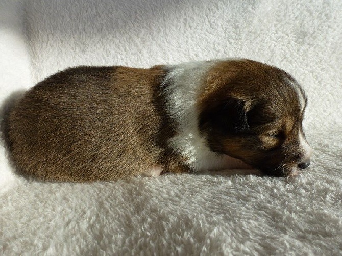 Aux bergers du Léman - Nouvelles photos des chiots