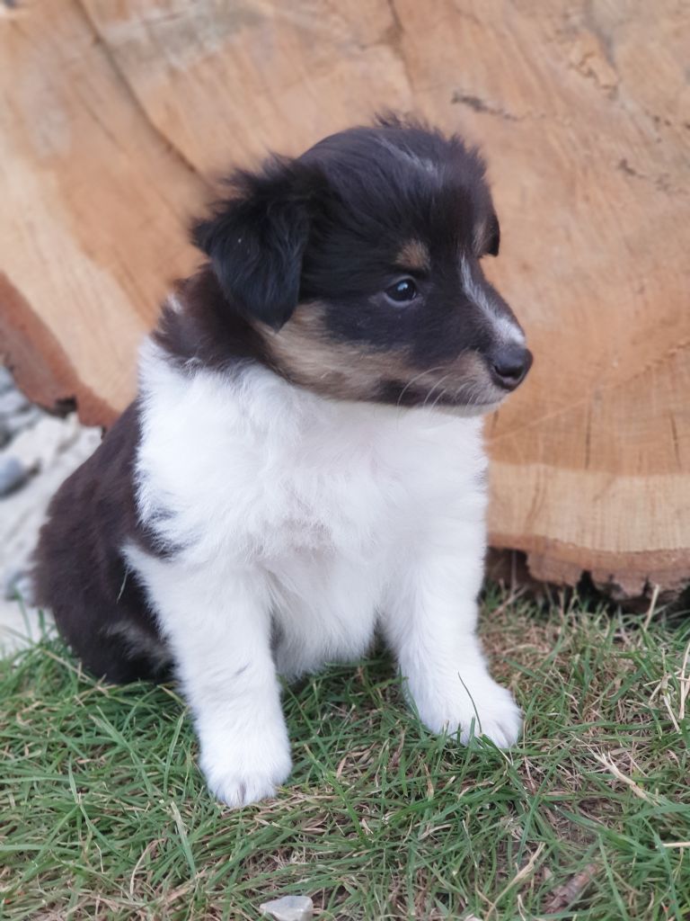 les chiots ont 5 semaines 