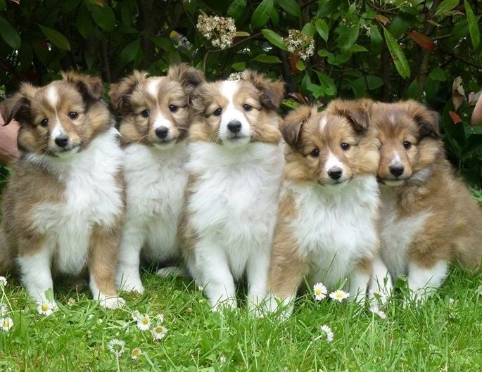 Aux bergers du Léman - Shetland Sheepdog - Portée née le 12/04/2016